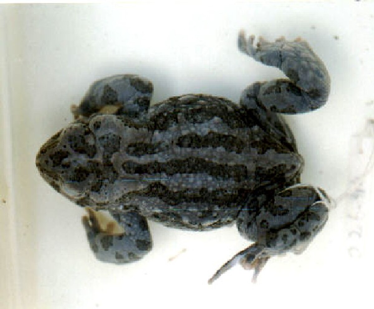 Pseudepidalea latastii