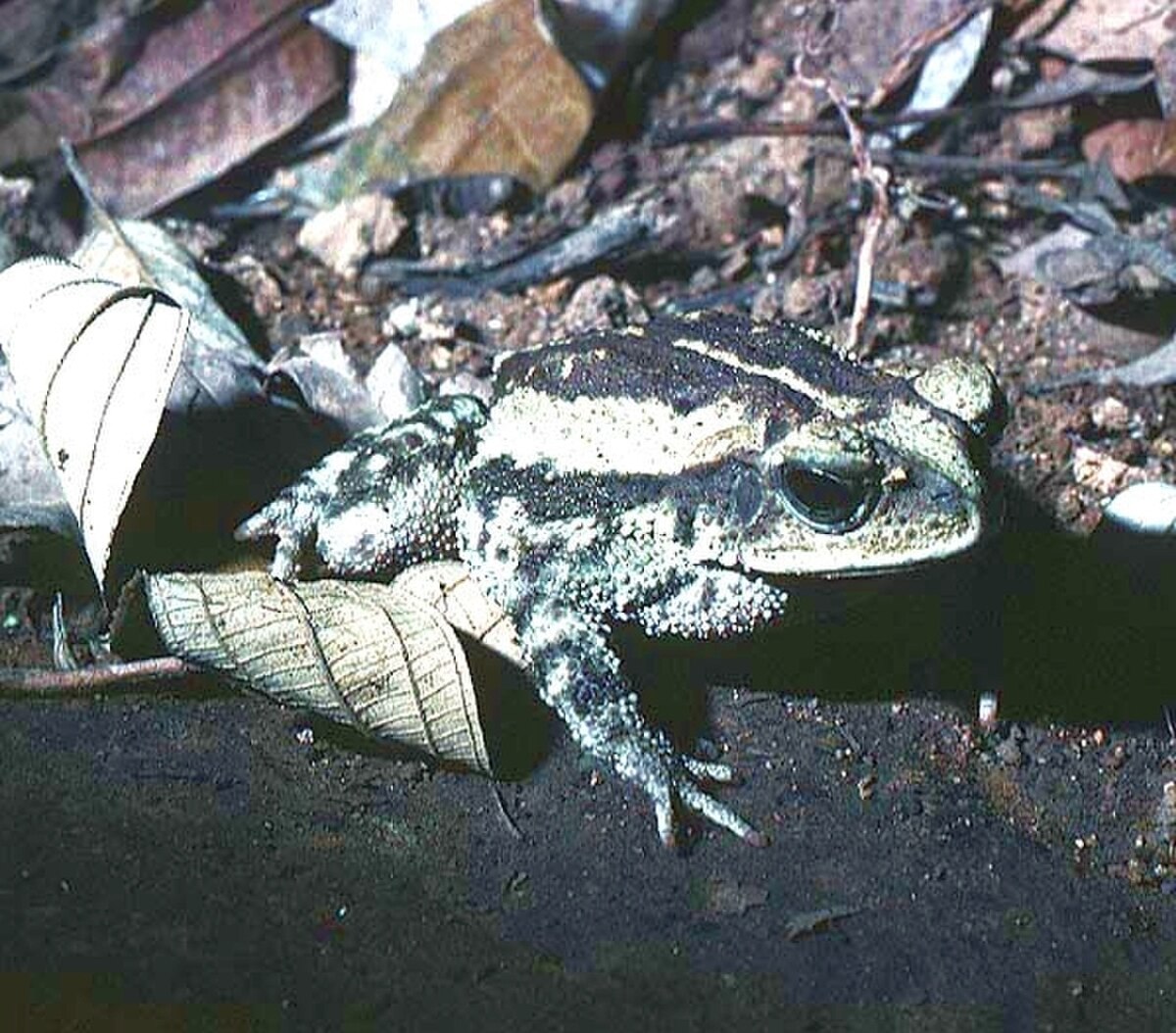 Incilius luetkenii