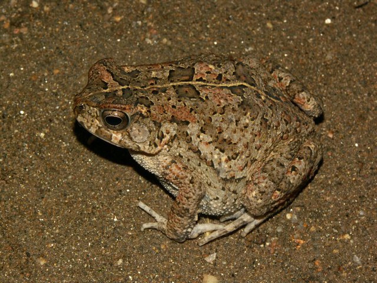 Amietophrynus maculatus