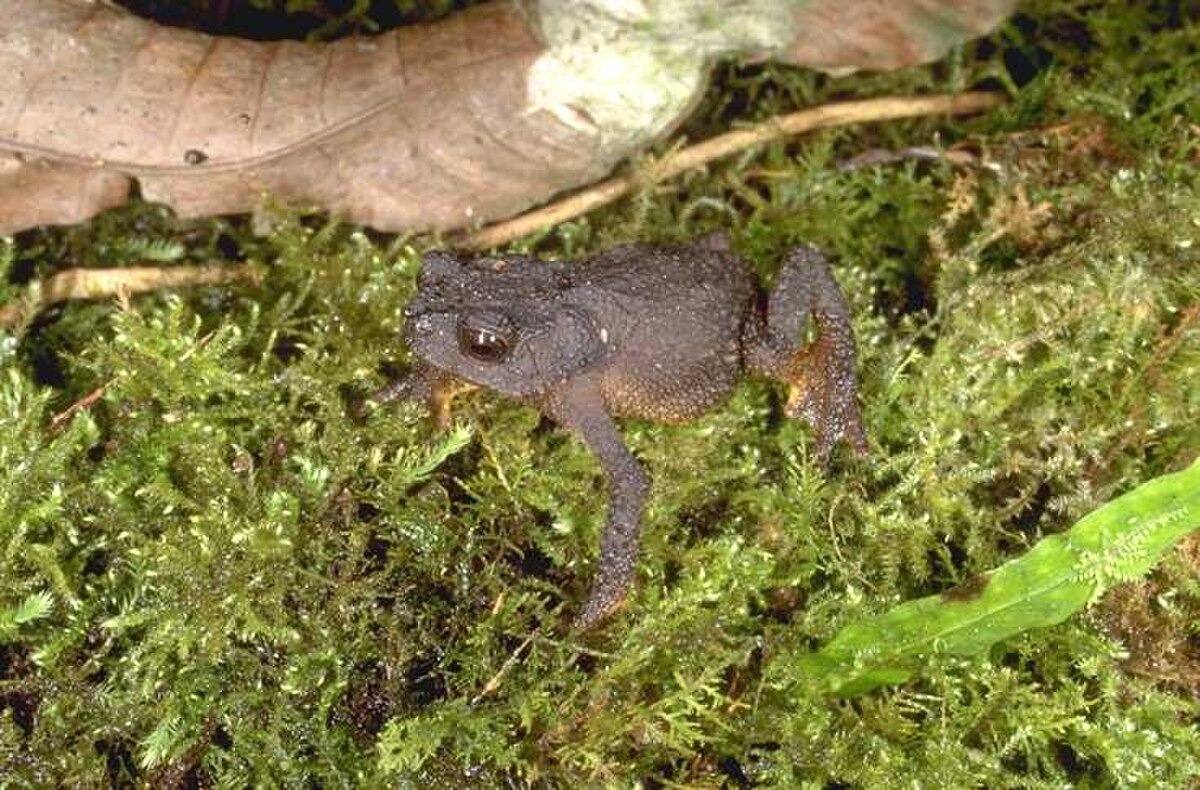 Rhinella manu
