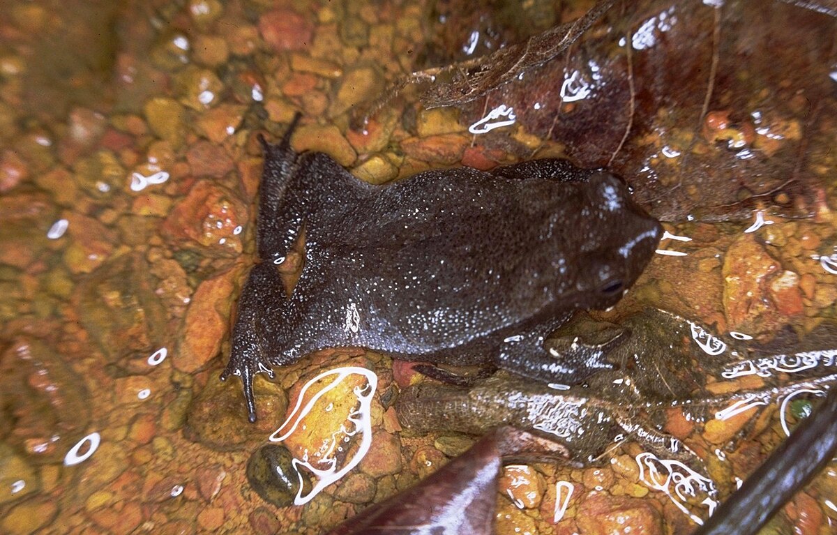 Rhinella margaritifera