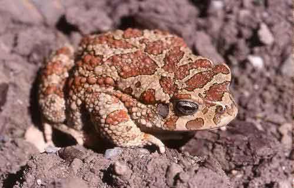 Amietophrynus mauritanicus