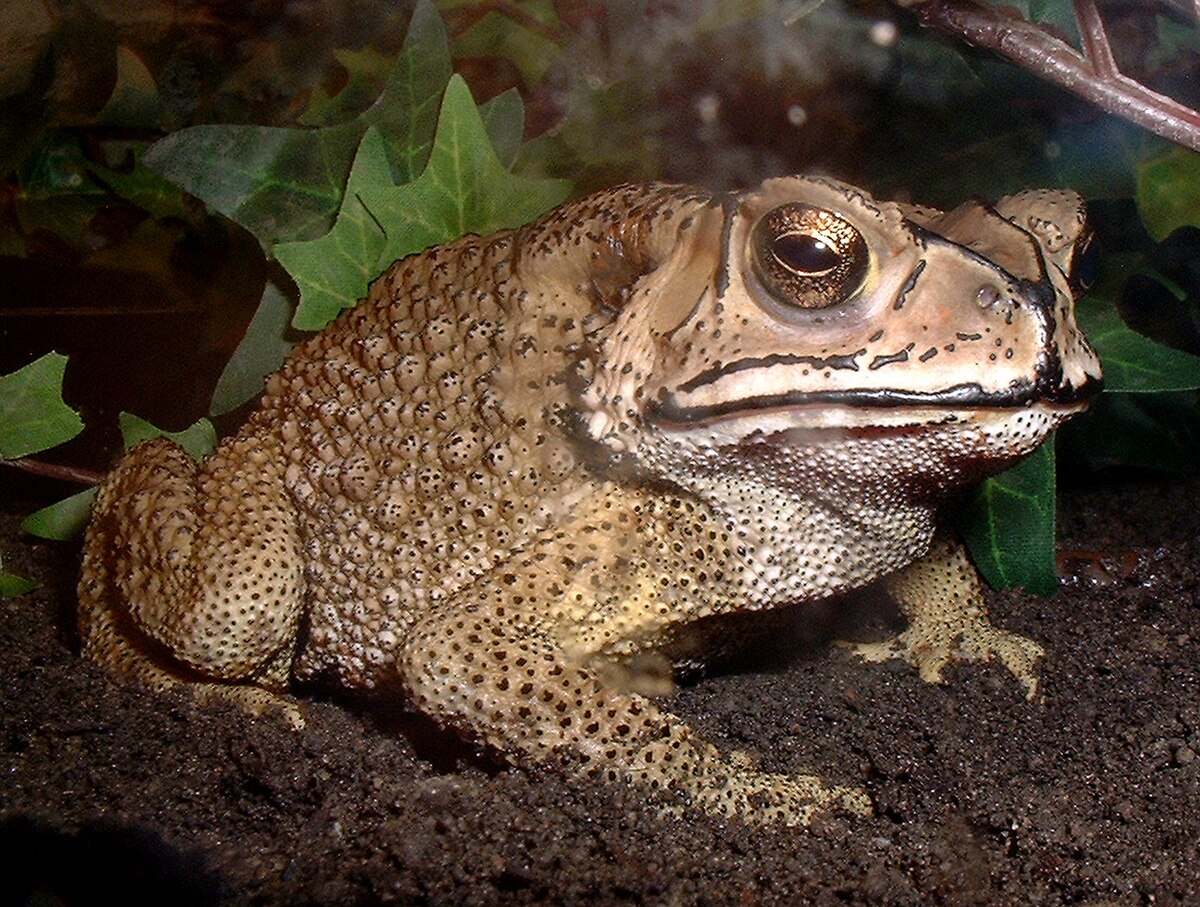 Bufo melanostictus female.jpg