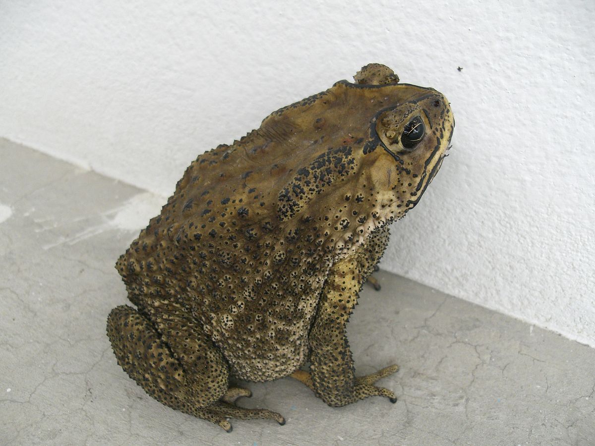 Duttaphrynus melanostictus