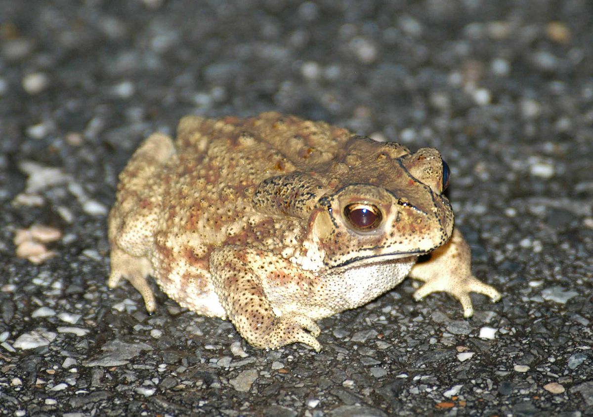 Bufo melanostictus.jpg