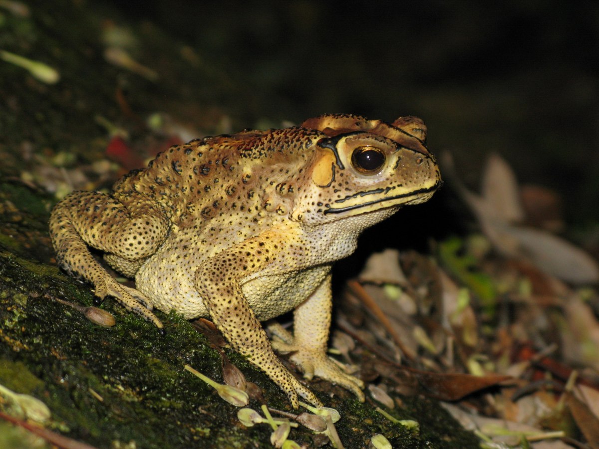 Bufo melanosticus 01 dwnsmpl.JPG