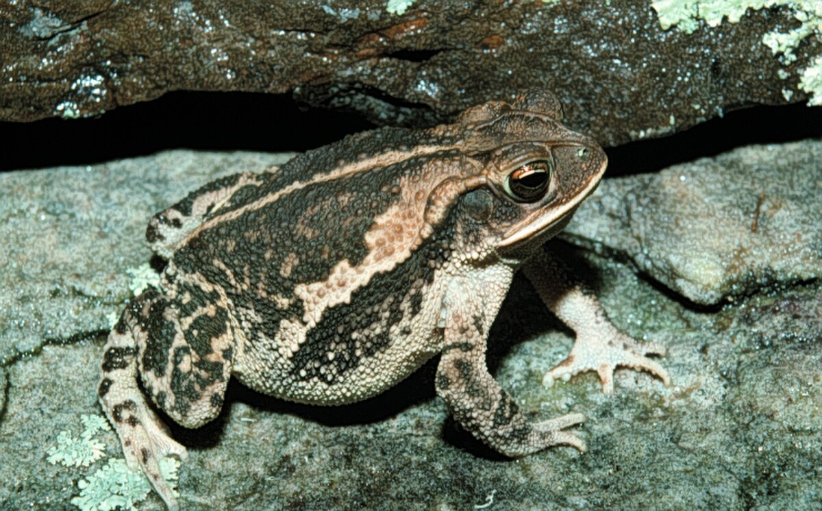 Incilius nebulifer