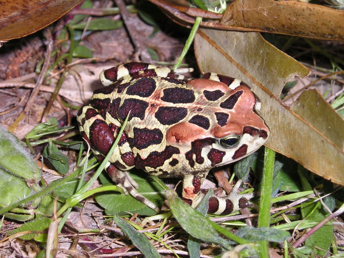 Amietophrynus pantherinus