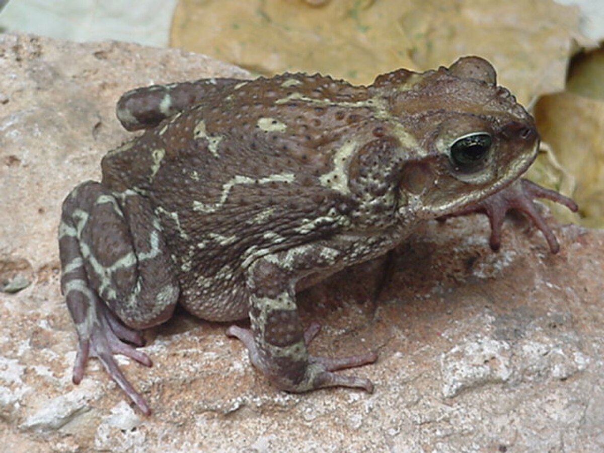 Peltophryne peltocephala