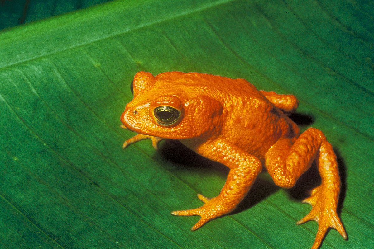 Incilius periglenes