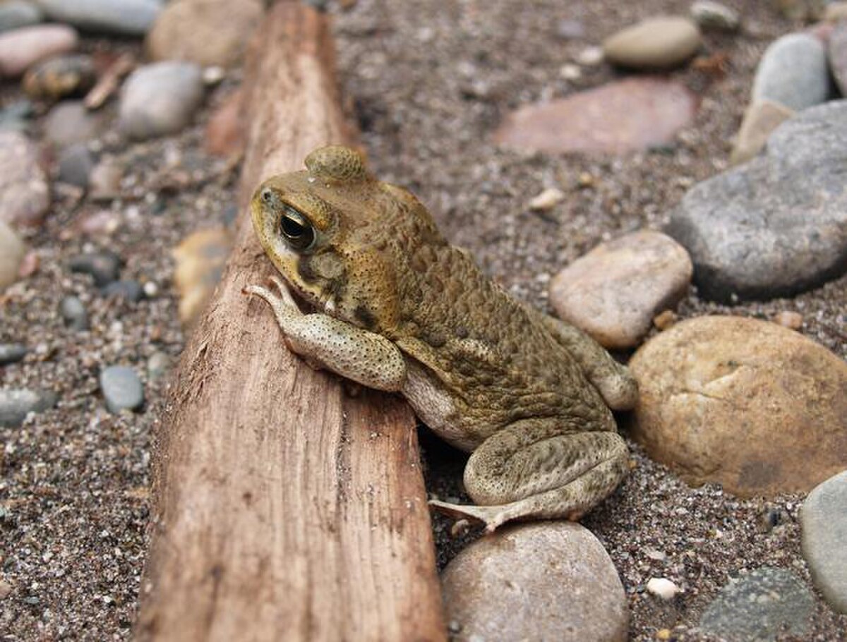Rhinella poeppigii