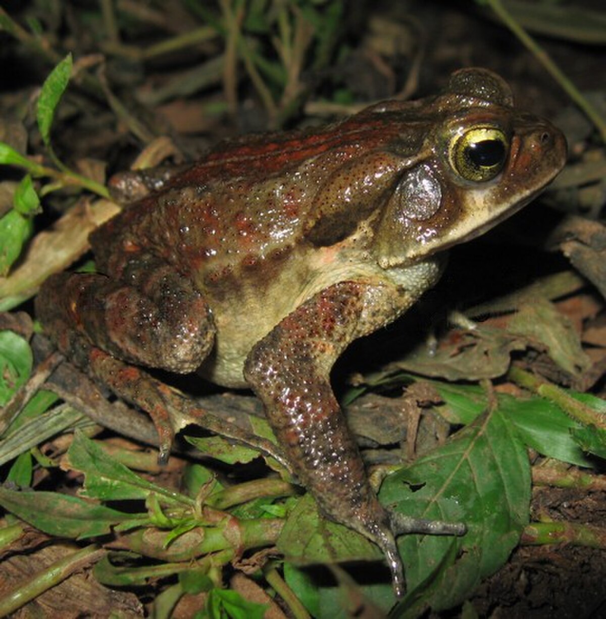 Rhinella pombali