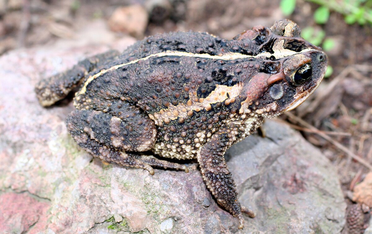 Incilius porteri