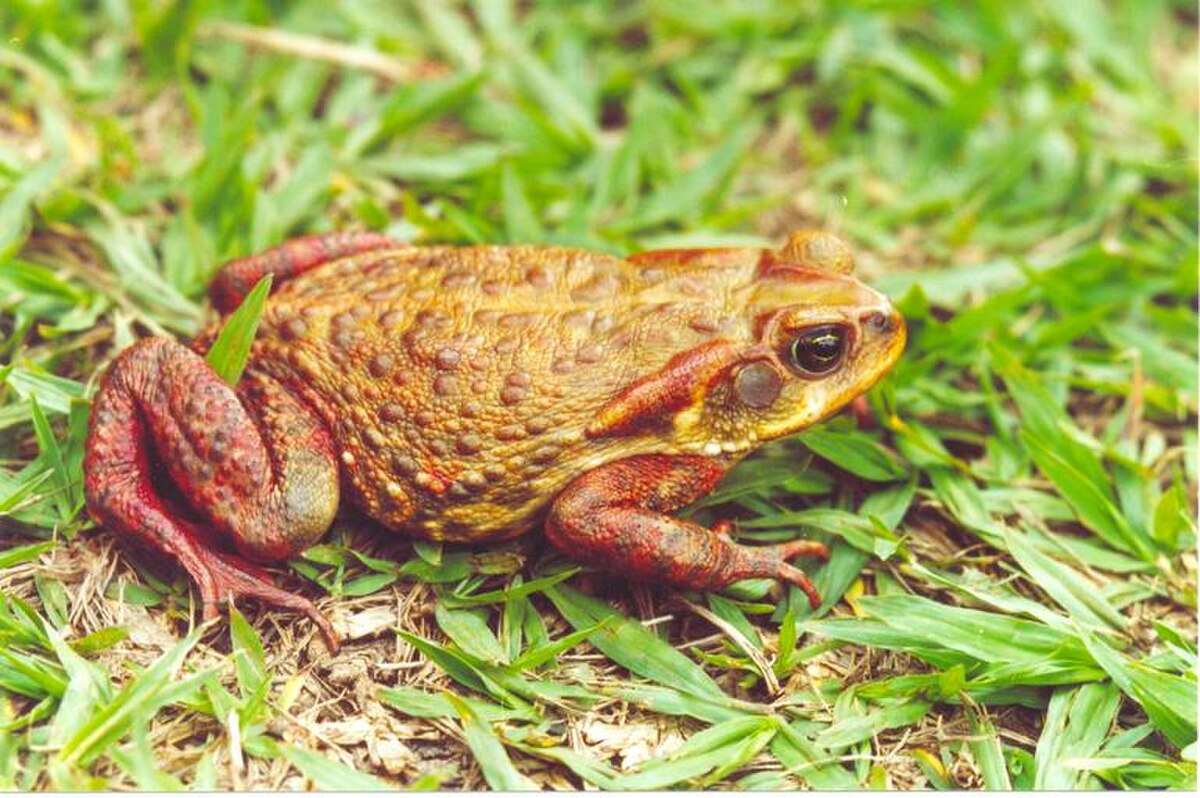 Rhinella rubescens