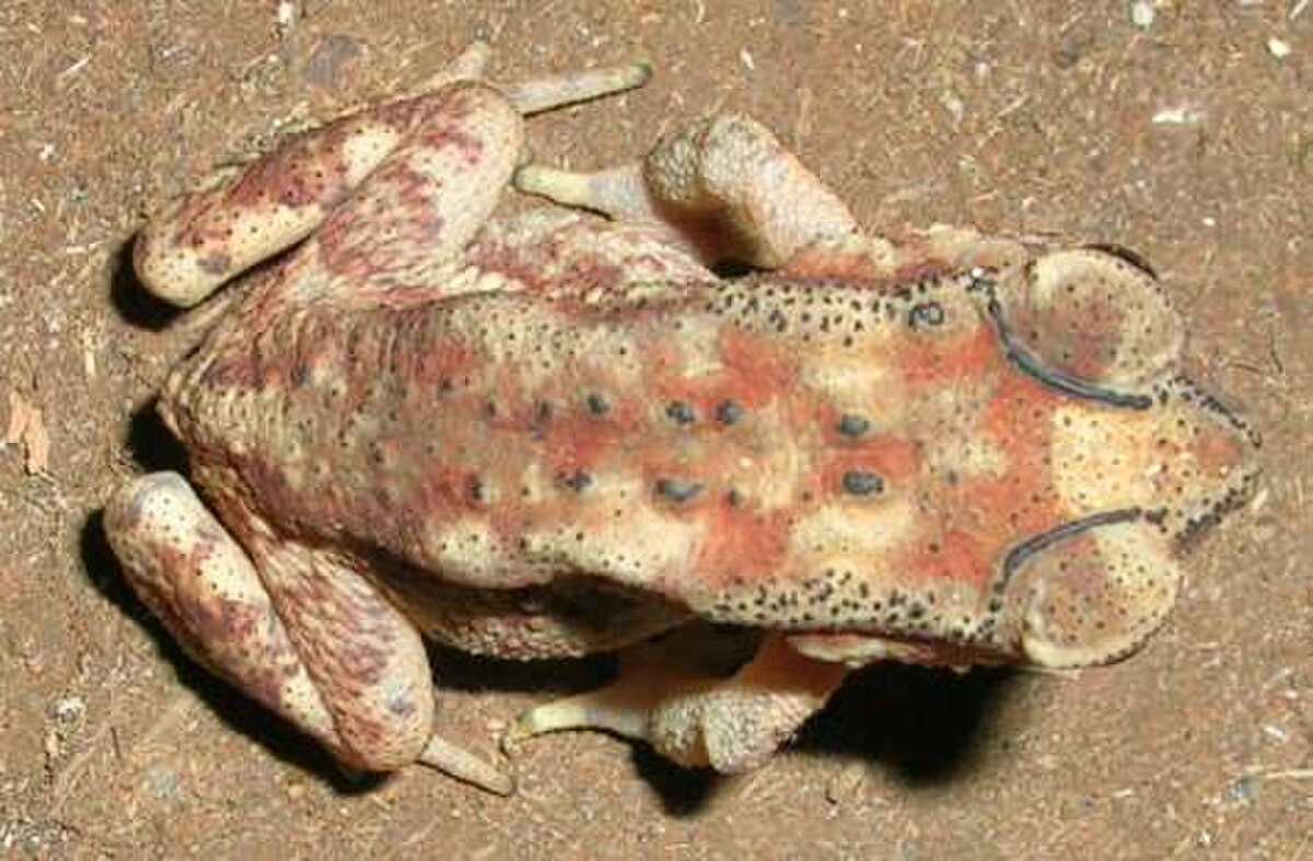 Duttaphrynus scaber