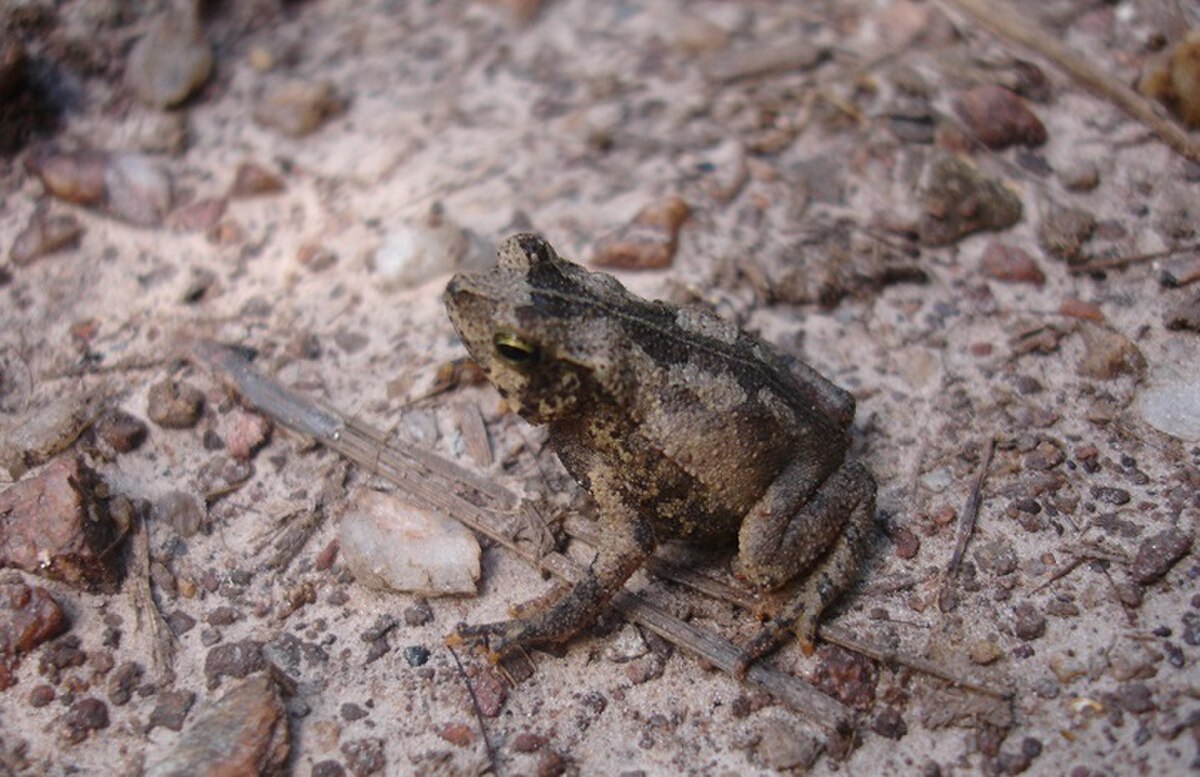 Rhinella scitula