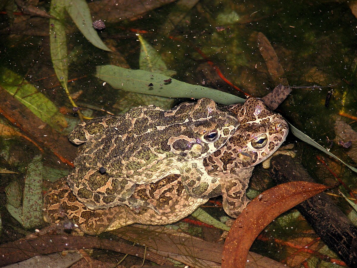 Pseudepidalea sicula