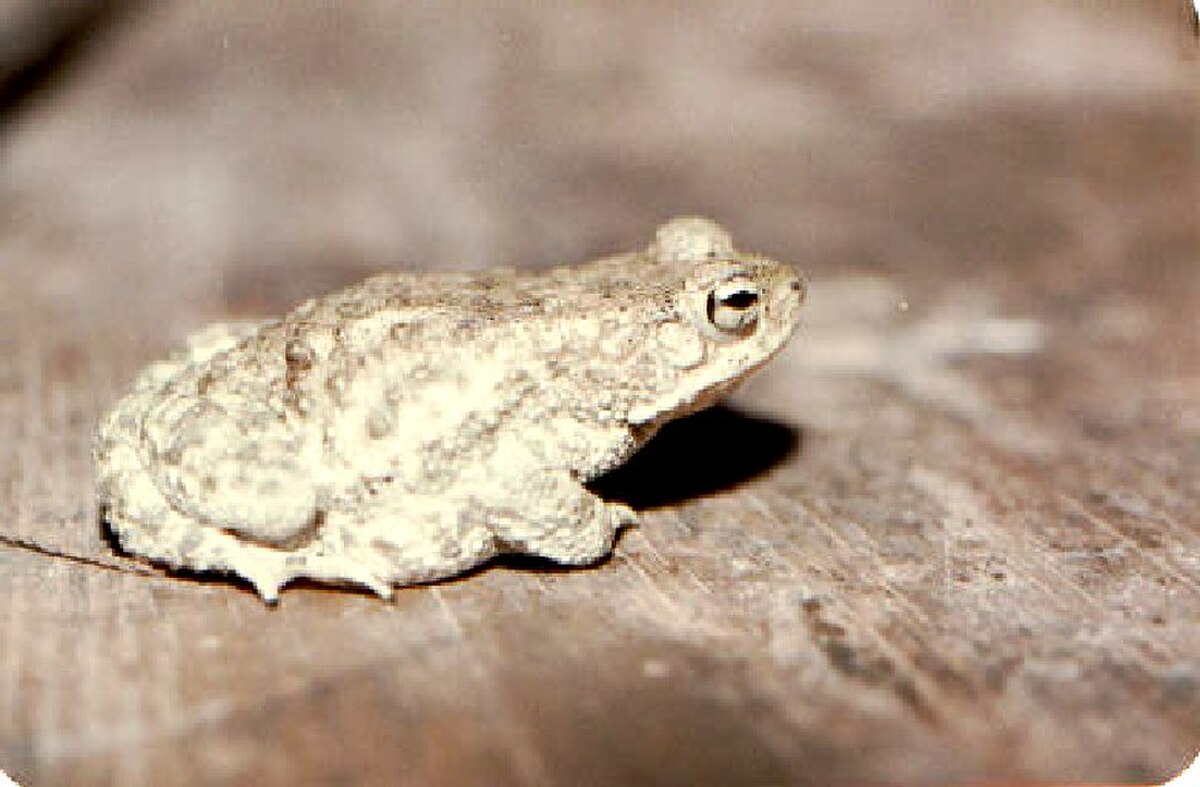 Duttaphrynus stomaticus