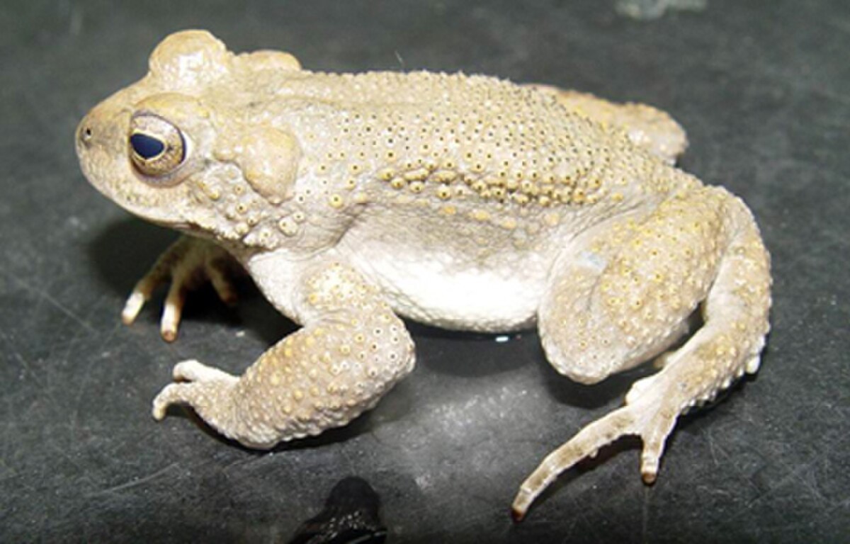 Pseudepidalea surda