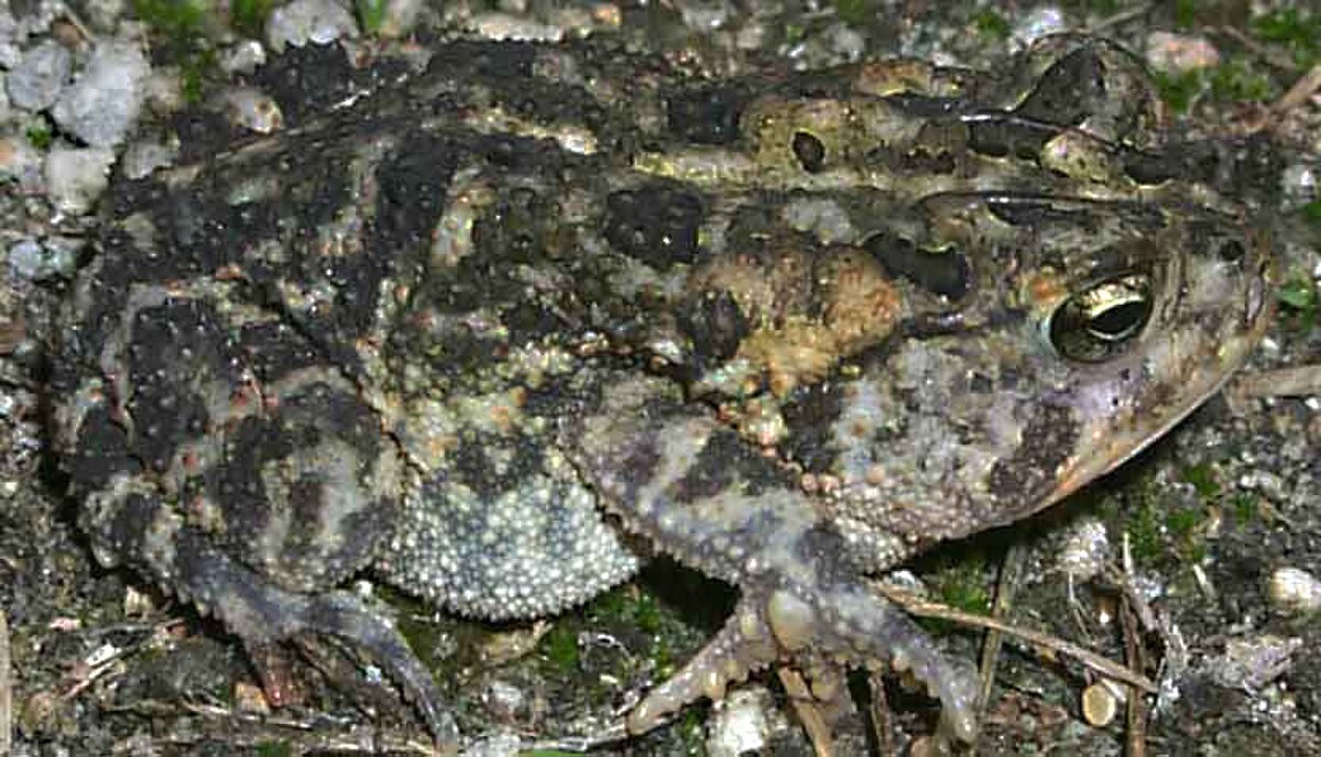 Anaxyrus terrestris