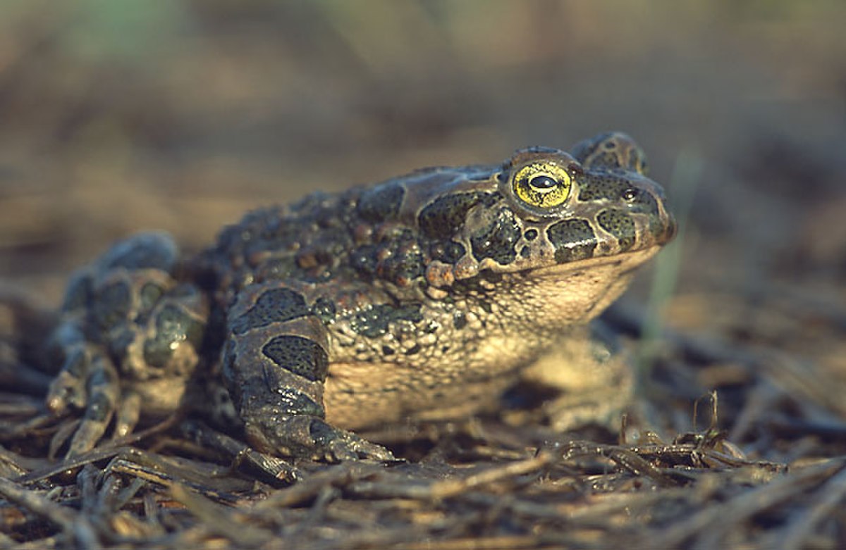 Crapaud vert