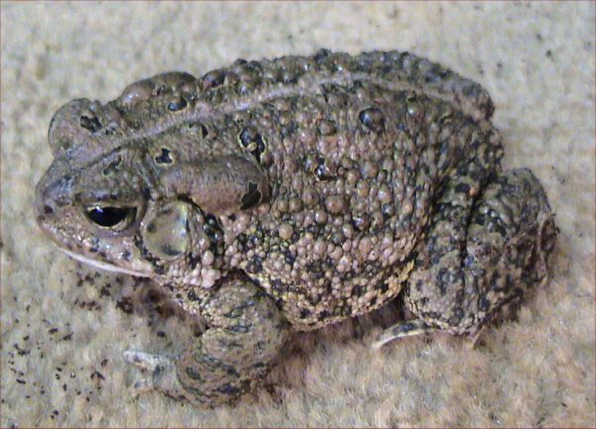 Crapaud de Woodhouse