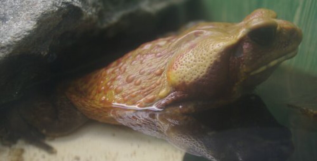 Rhaebo guttatus