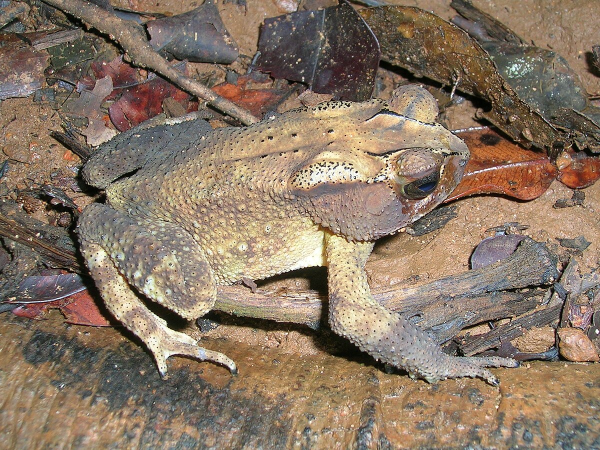 Duttaphrynus parietalis