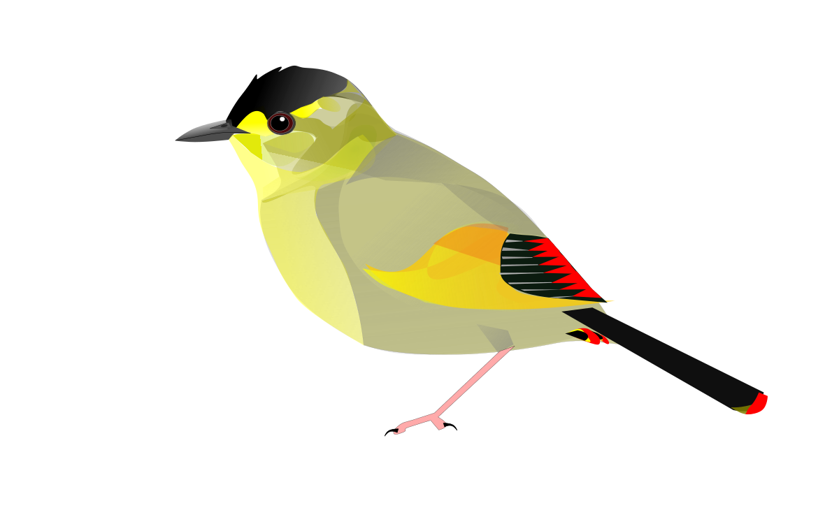 Liste d'espèces d'oiseaux décrites entre 2006 et 2010