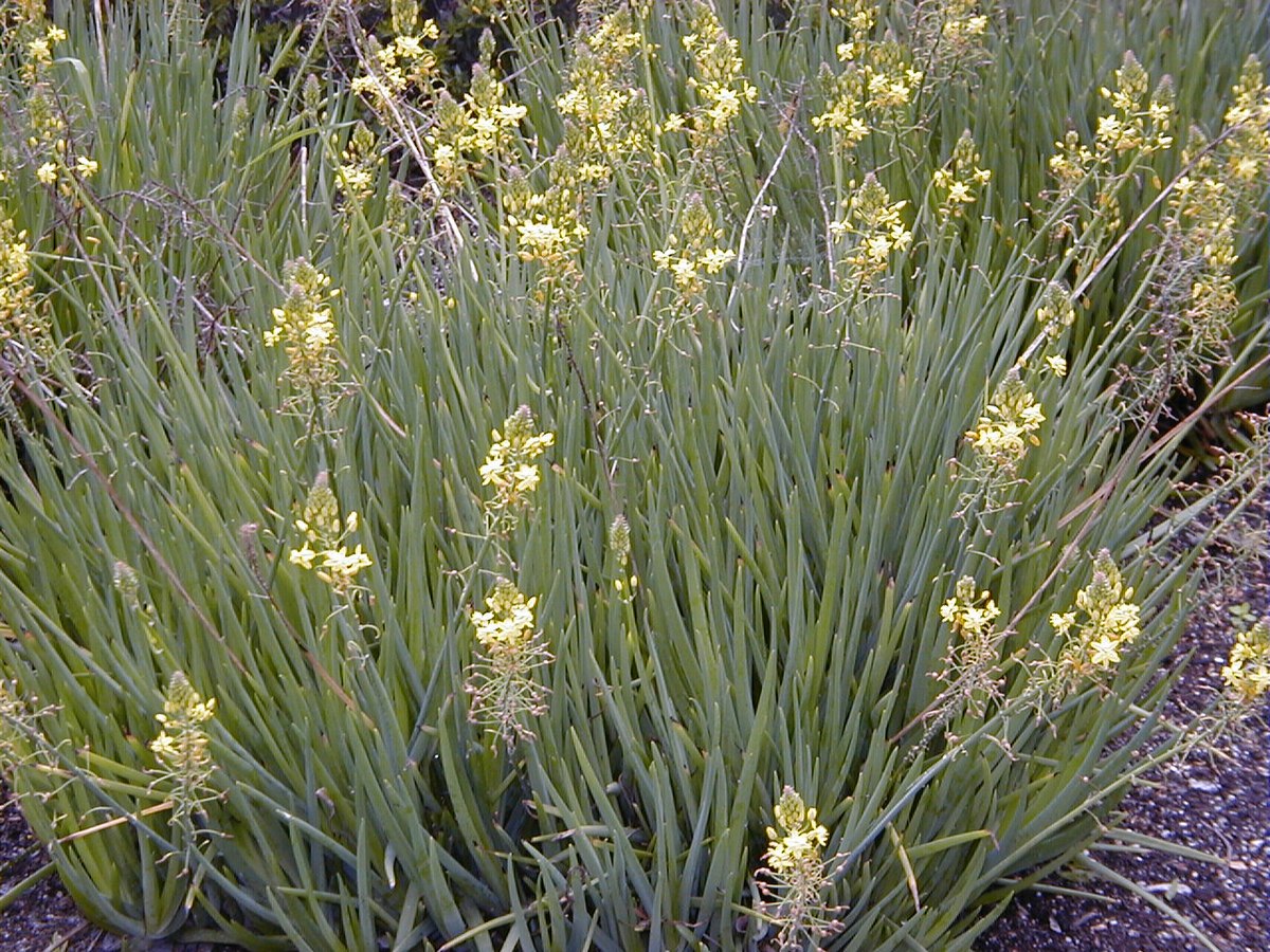 Bulbine