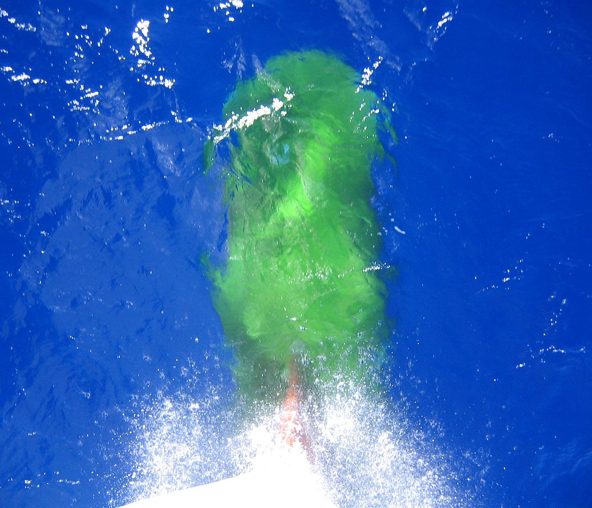 Bulbe (navire en route)