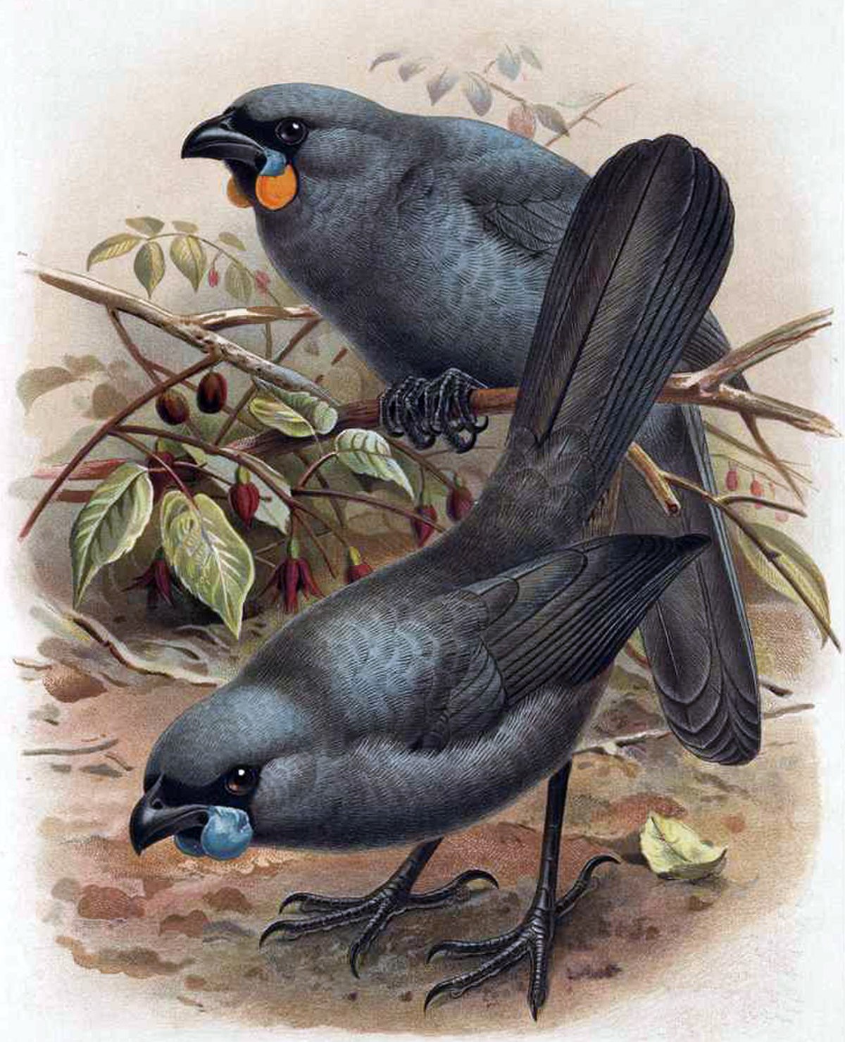 Glaucope cendré