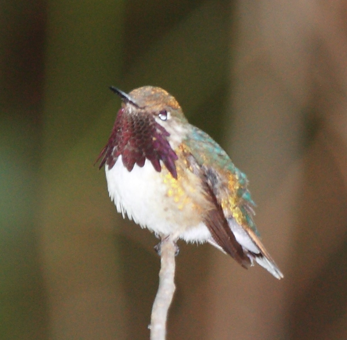 Colibri héloïse