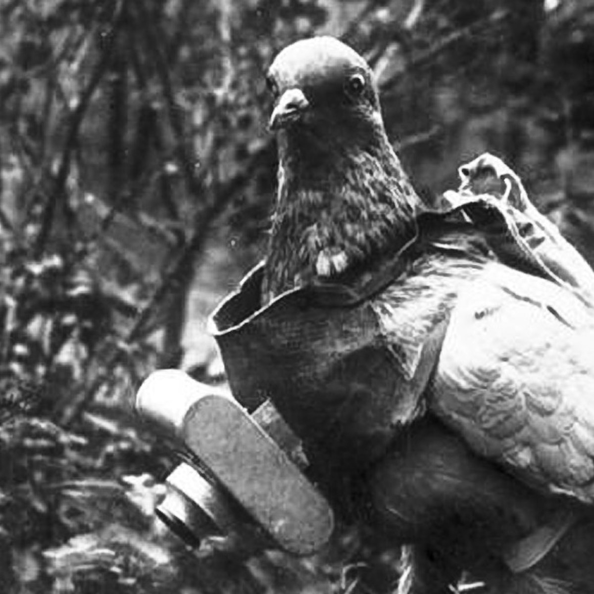 Pigeon photographe