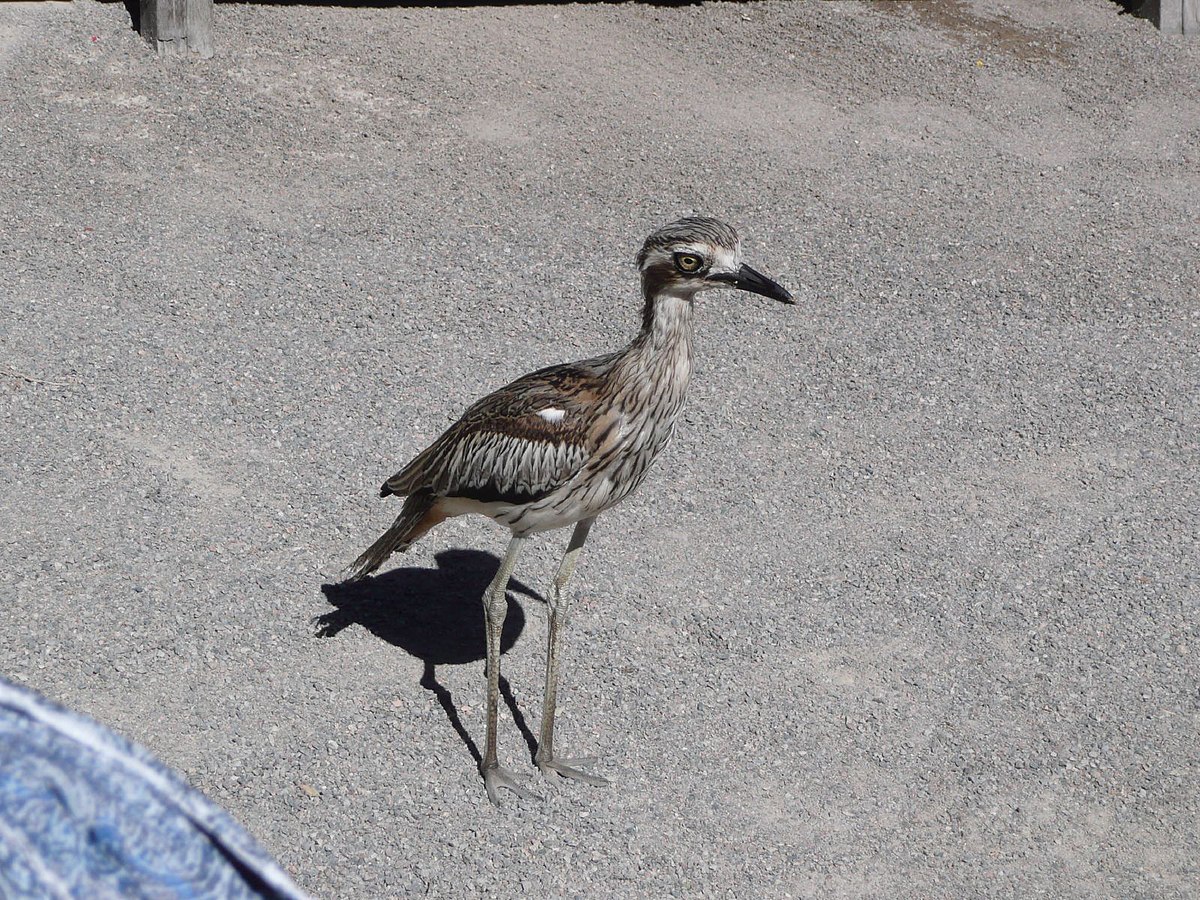 Burhinus grallarius 3.jpg