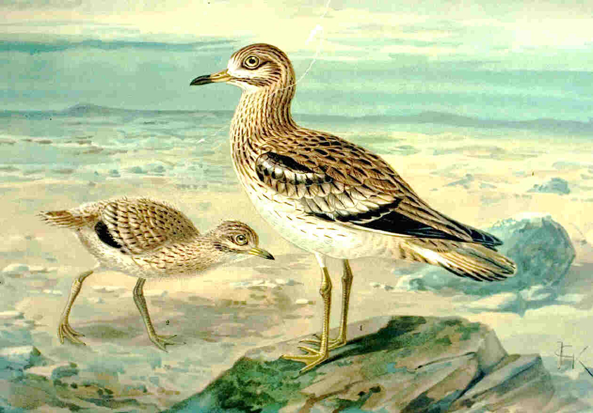 Burhinus