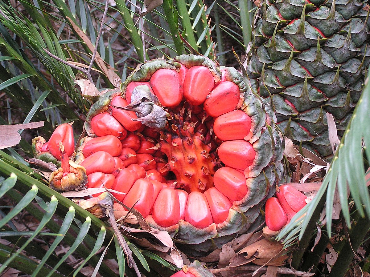 Macrozamia
