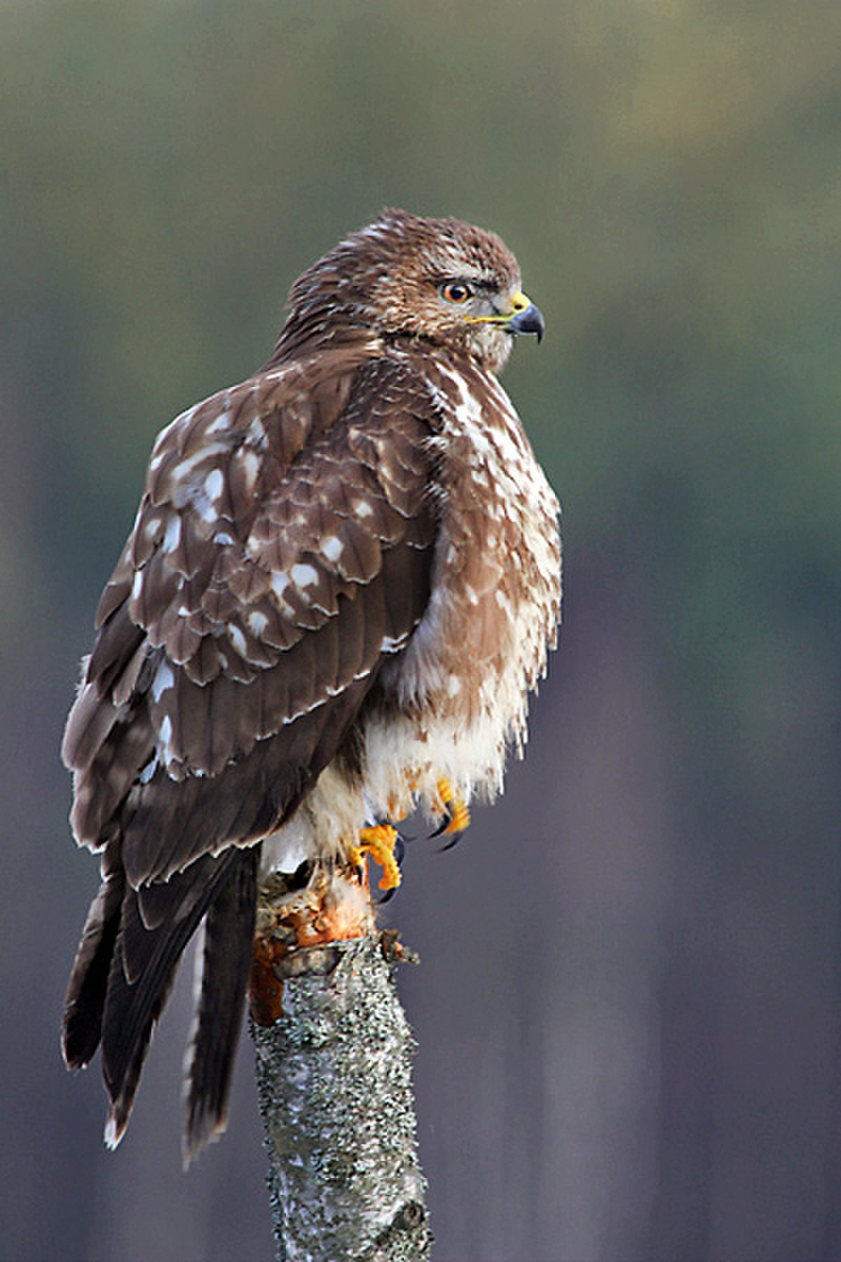 Buse variable