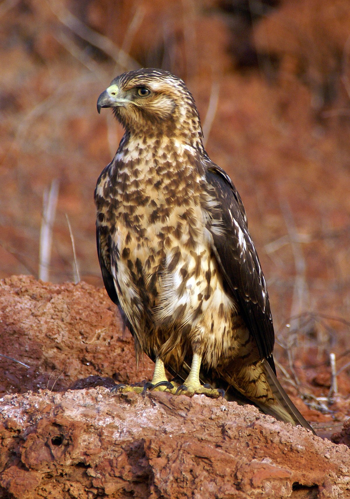 Buse des Galapagos