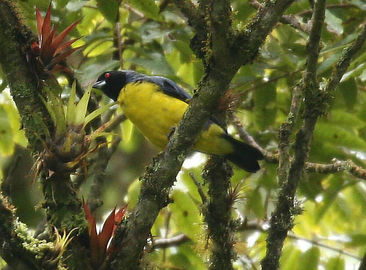 Tangara montagnard