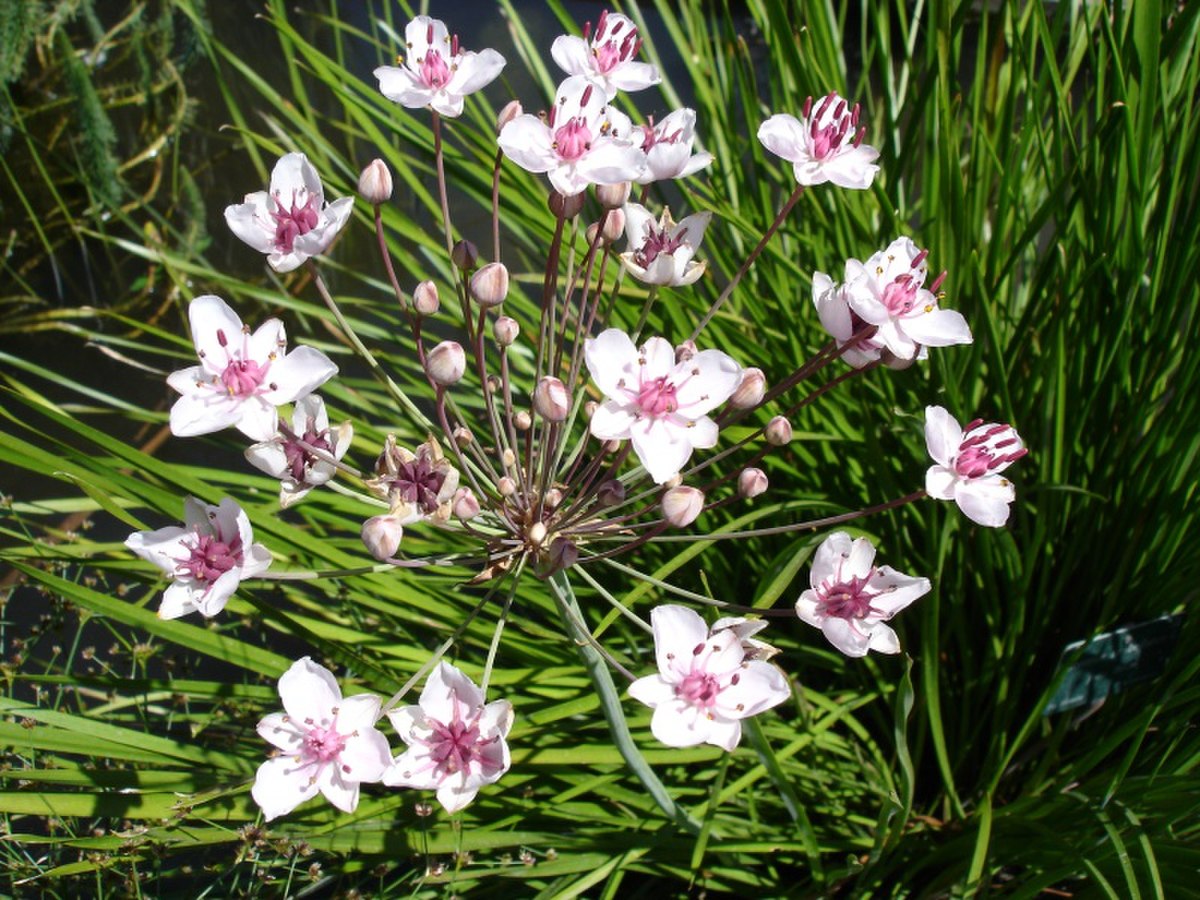 Butomaceae