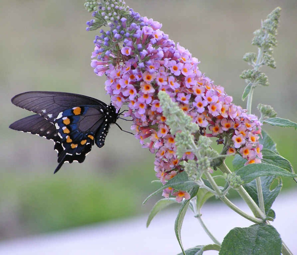 Butterfly feeding from butterfly bush.jpg