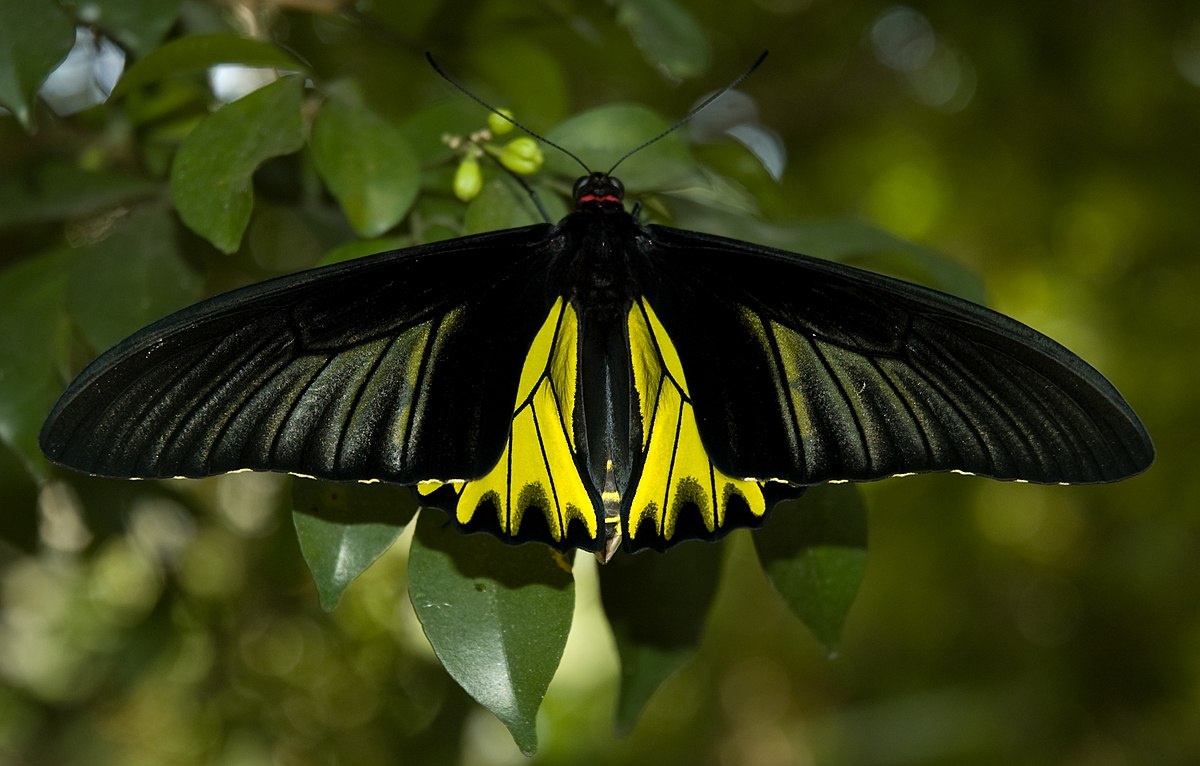 Butterfly Male Golden Birdwing.jpg