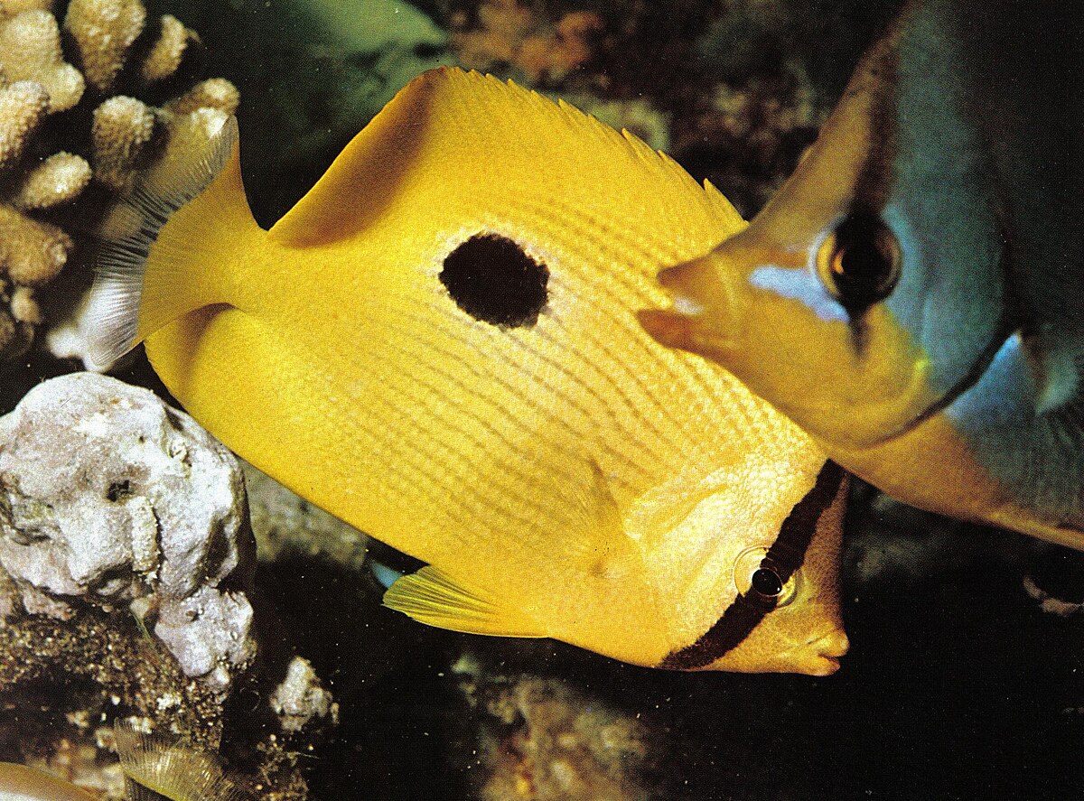 Poisson-papillon de Zanzibar