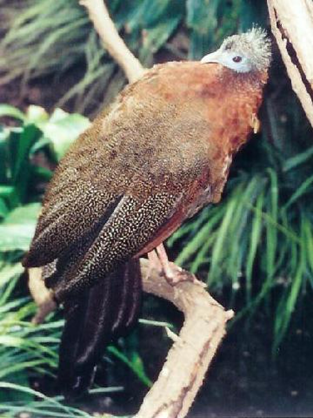 Argus géant