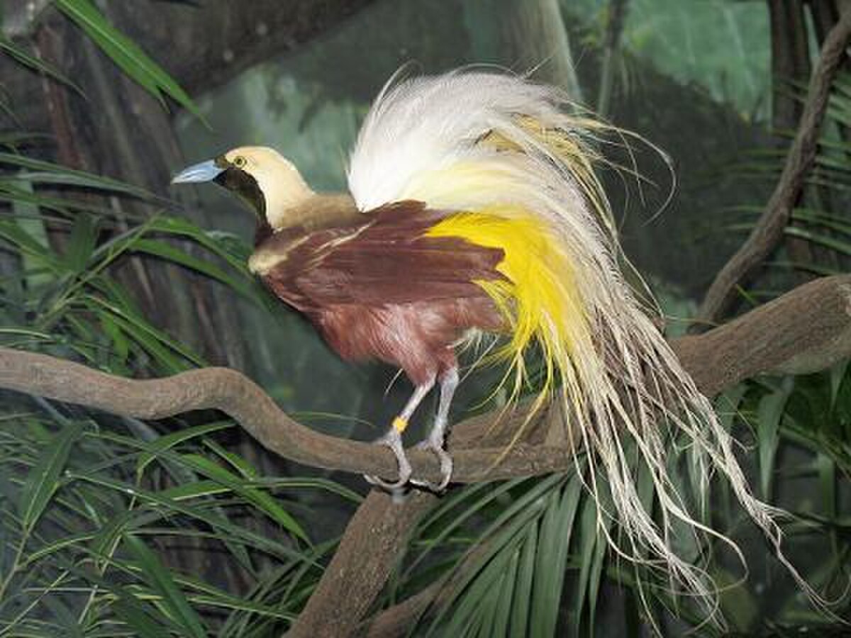 BxZ Paradisaea minor 04.jpg