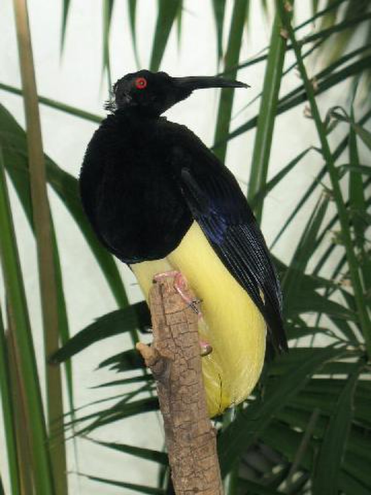 Paradisier multifil
