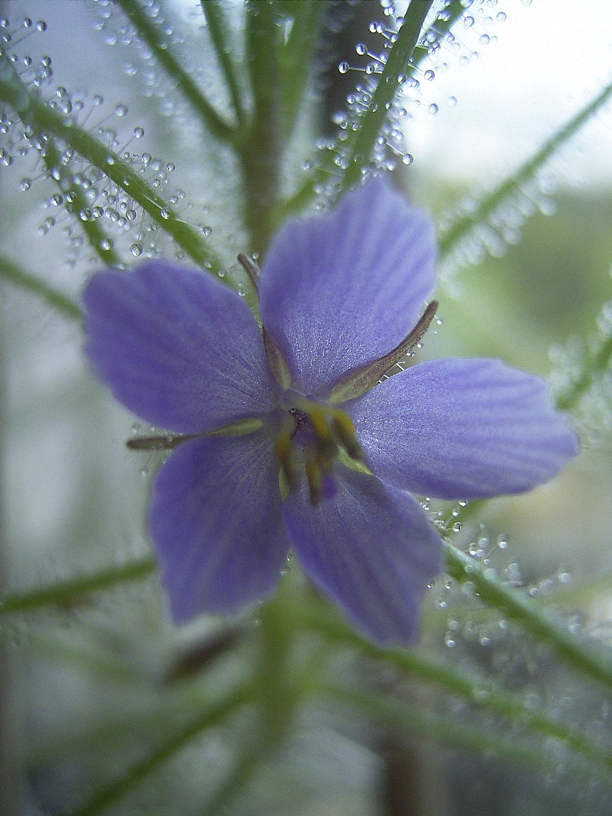 Plante carnivore
