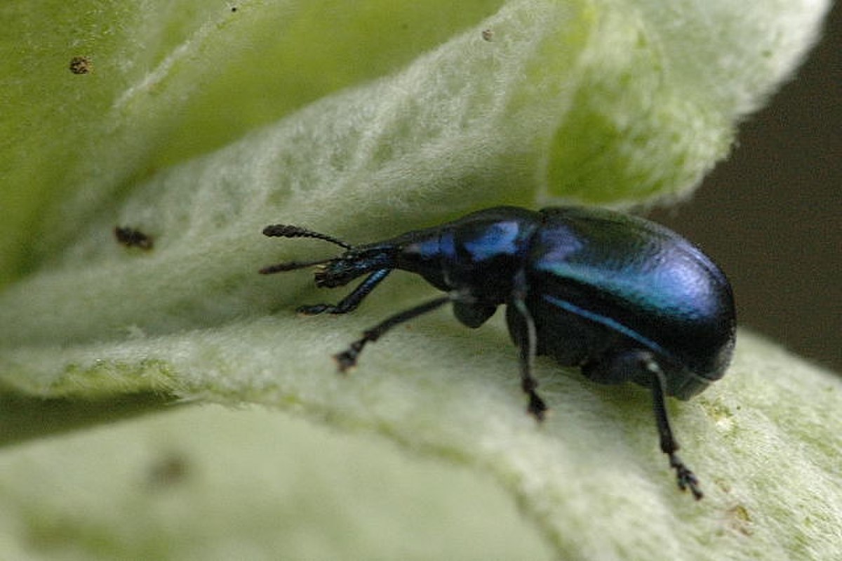 Rhynchitinae