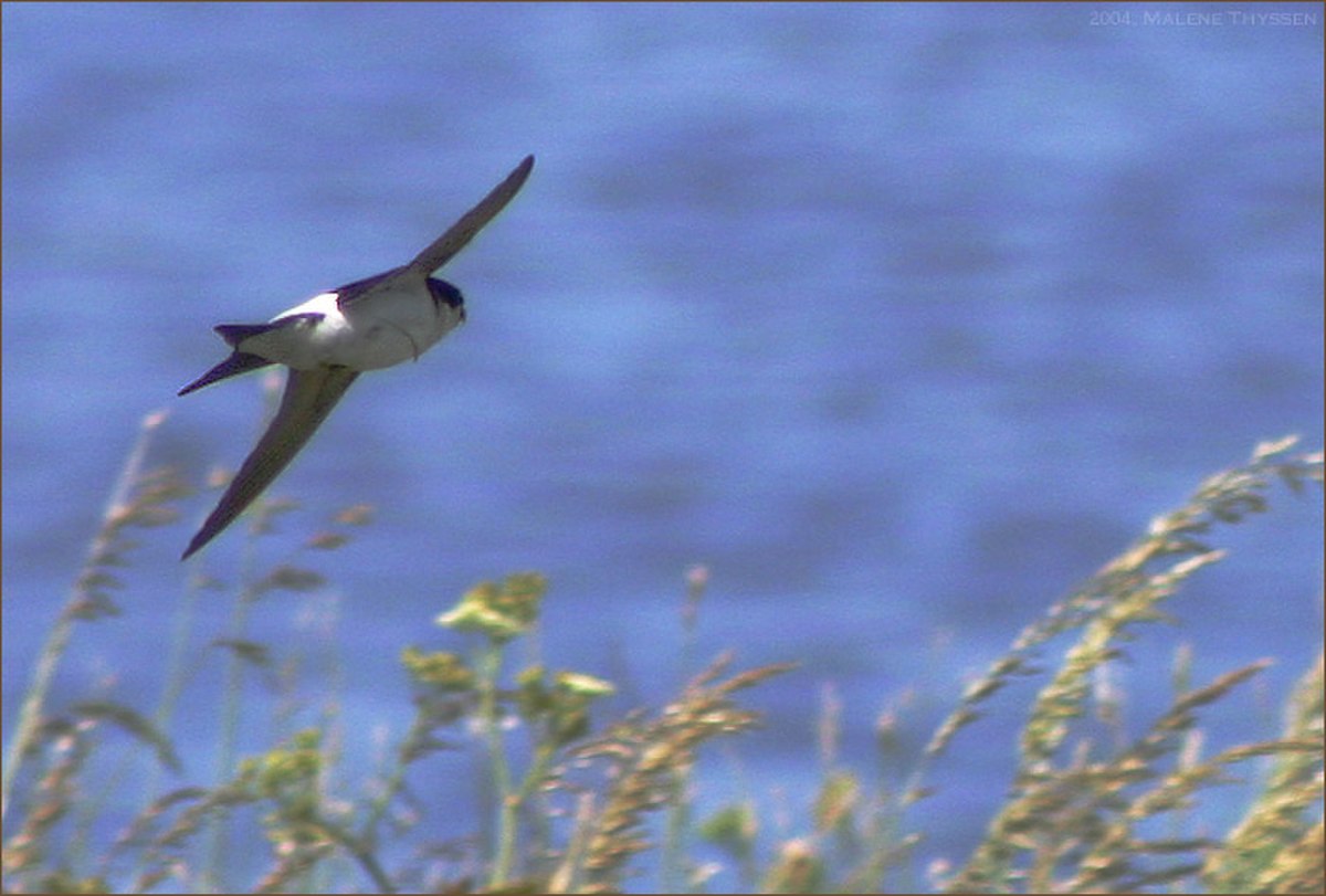 Hirondelle